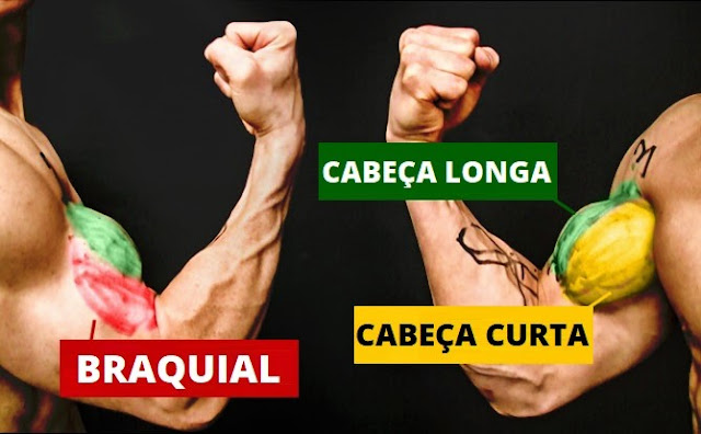 Treino de Biceps - Anatomia do Biceps