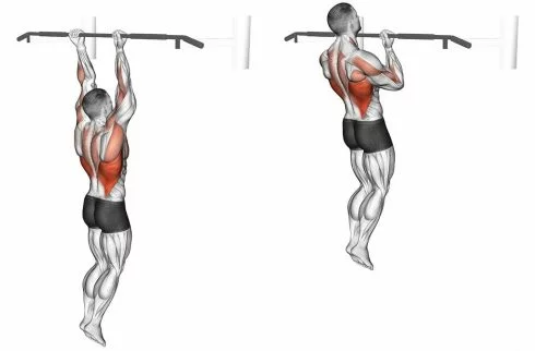 Treino de Biceps - Chin up - Barra Supinada