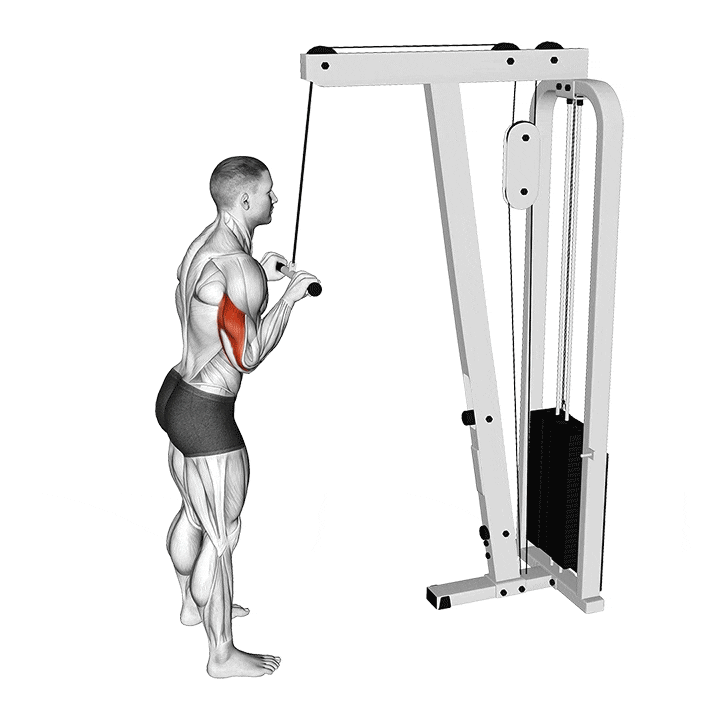 Triceps Pulley - MEN'S HEALTH BRASIL